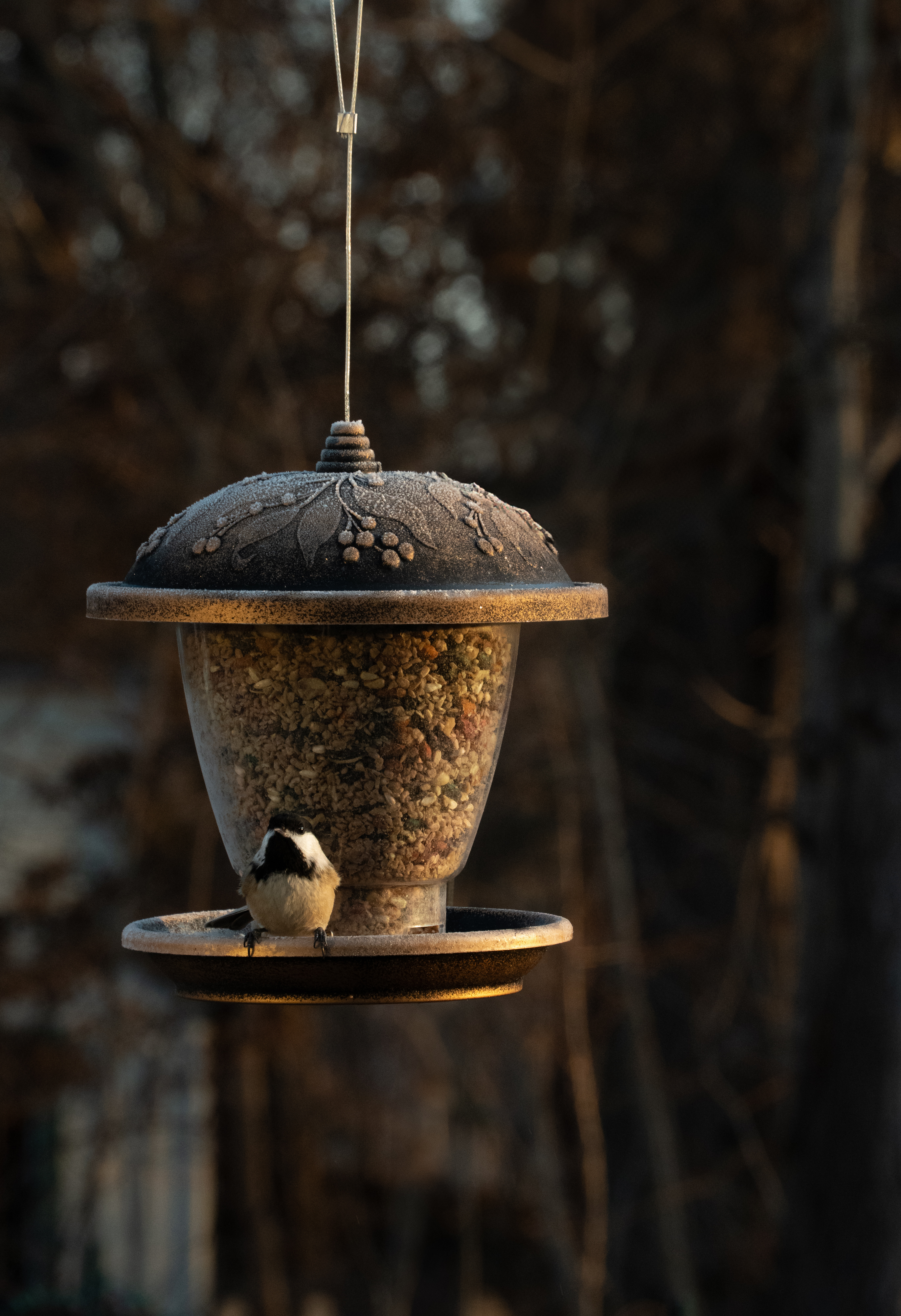 Frosty Bird