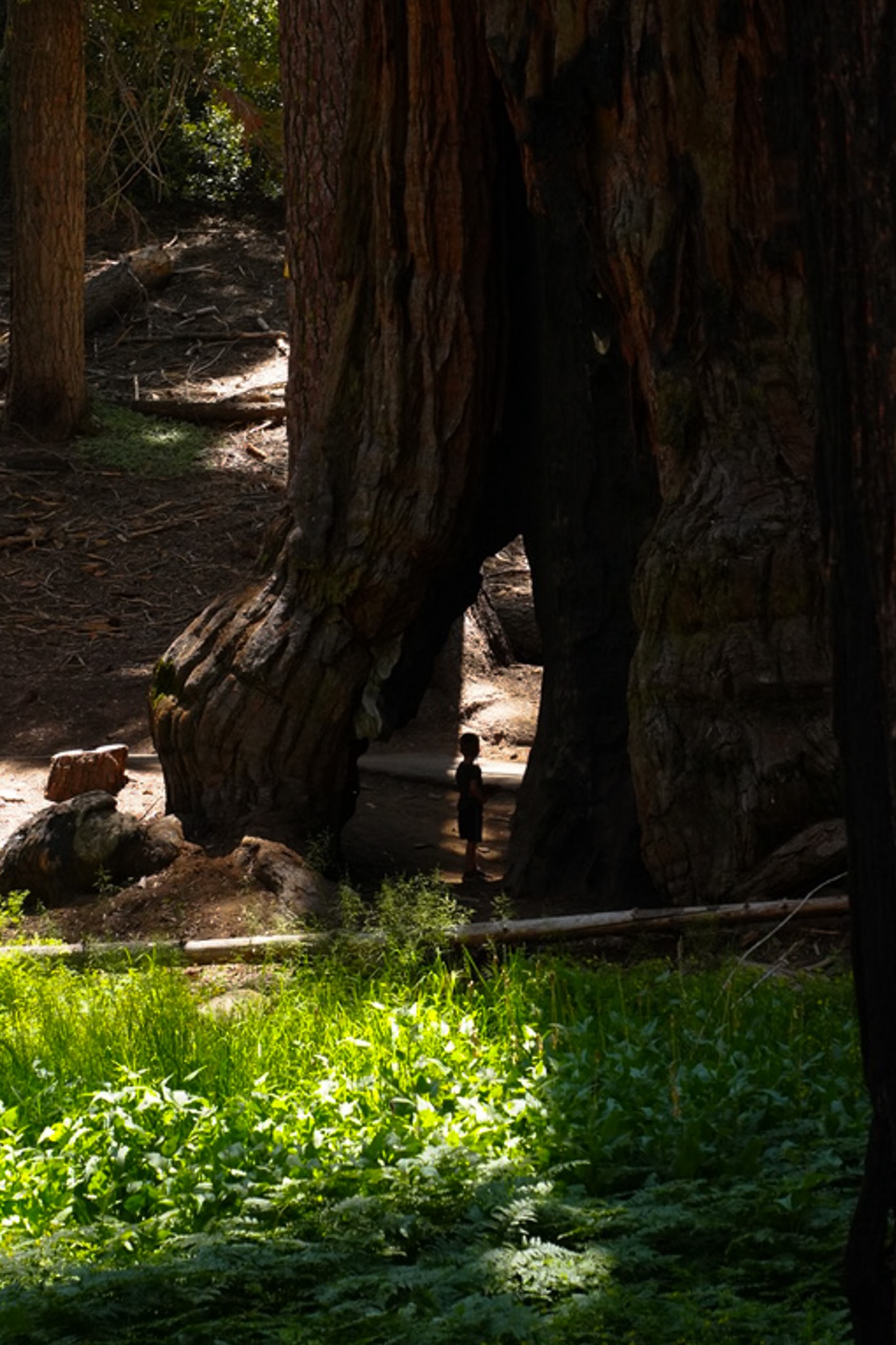 Sequoia