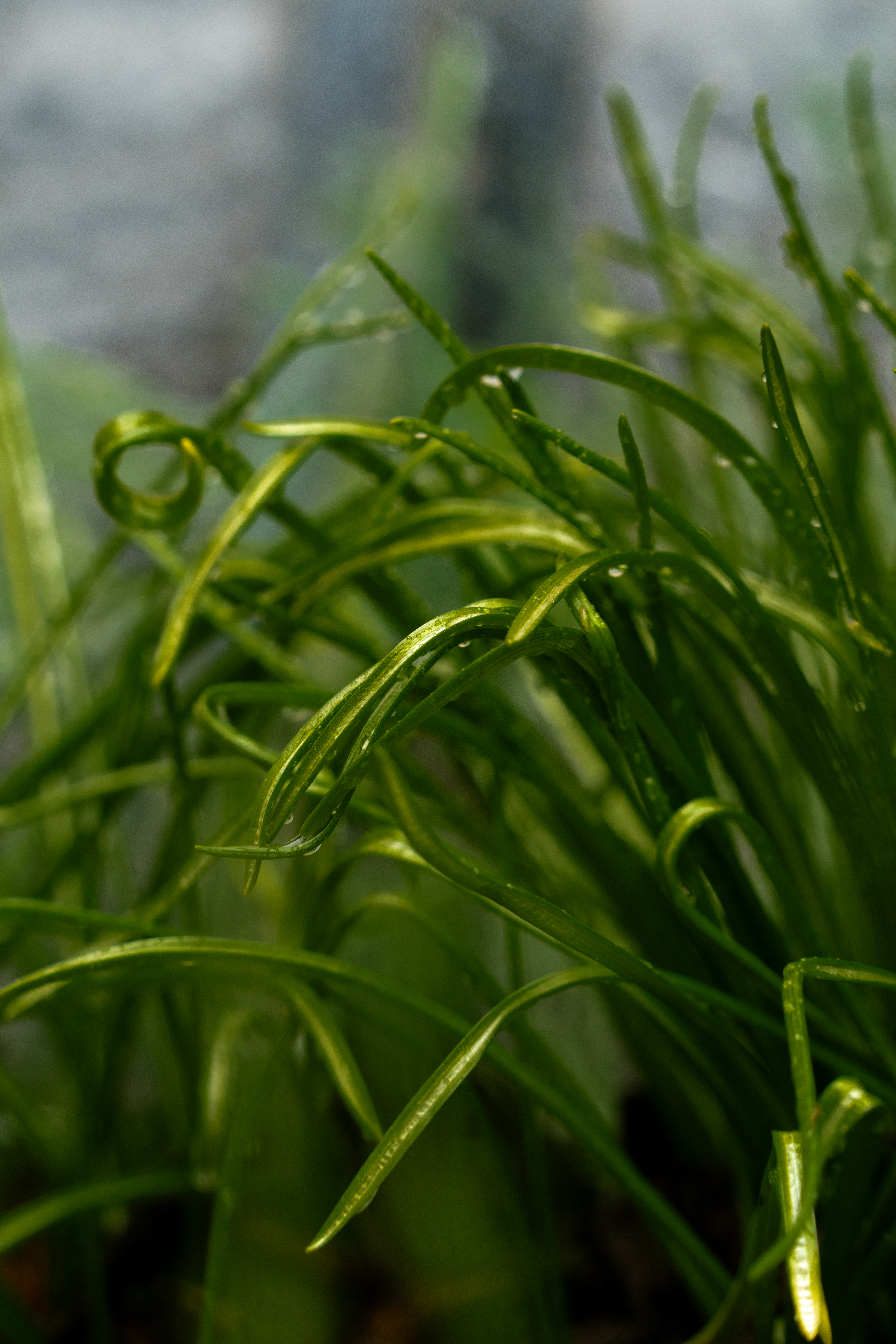 Grass